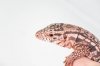 Red tegu baby face.jpg