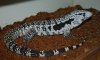 # A 5-12 Blue tegu 057_edited-1.jpg
