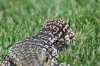 lizard 307.jpg