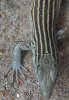 NM whiptail.jpg