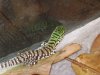 green tegu heads 004.JPG