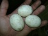 Lagarto Overo eggs almost fully cooked 003.JPG