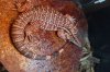 Red Tegu 6wks 8-22-12.jpg