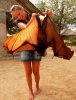 Malayan Flying Fox.jpg