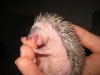 cute-hedgehog-bite-400x300.jpg