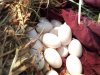 nest with eggs.JPG