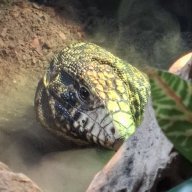 AdmiralSnek