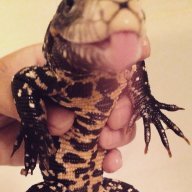 ChomperThe Tegu