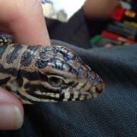 Francis the Tegu