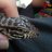 Francis the Tegu