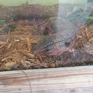 Fat lizard.. Brutus
