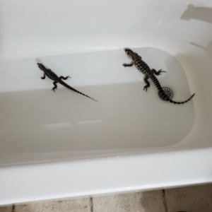 Tegu fun in the bath