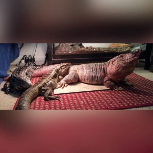 The 3 true species of captive tegu, enjoying a mutual bask.  Thanks Alex for this! :)
