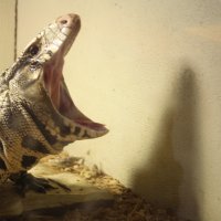 Midgard Yawn