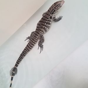 Can anyone identify what type of tegu I have on my hands?