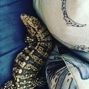 Couch Lizard