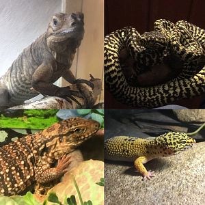Reptile family