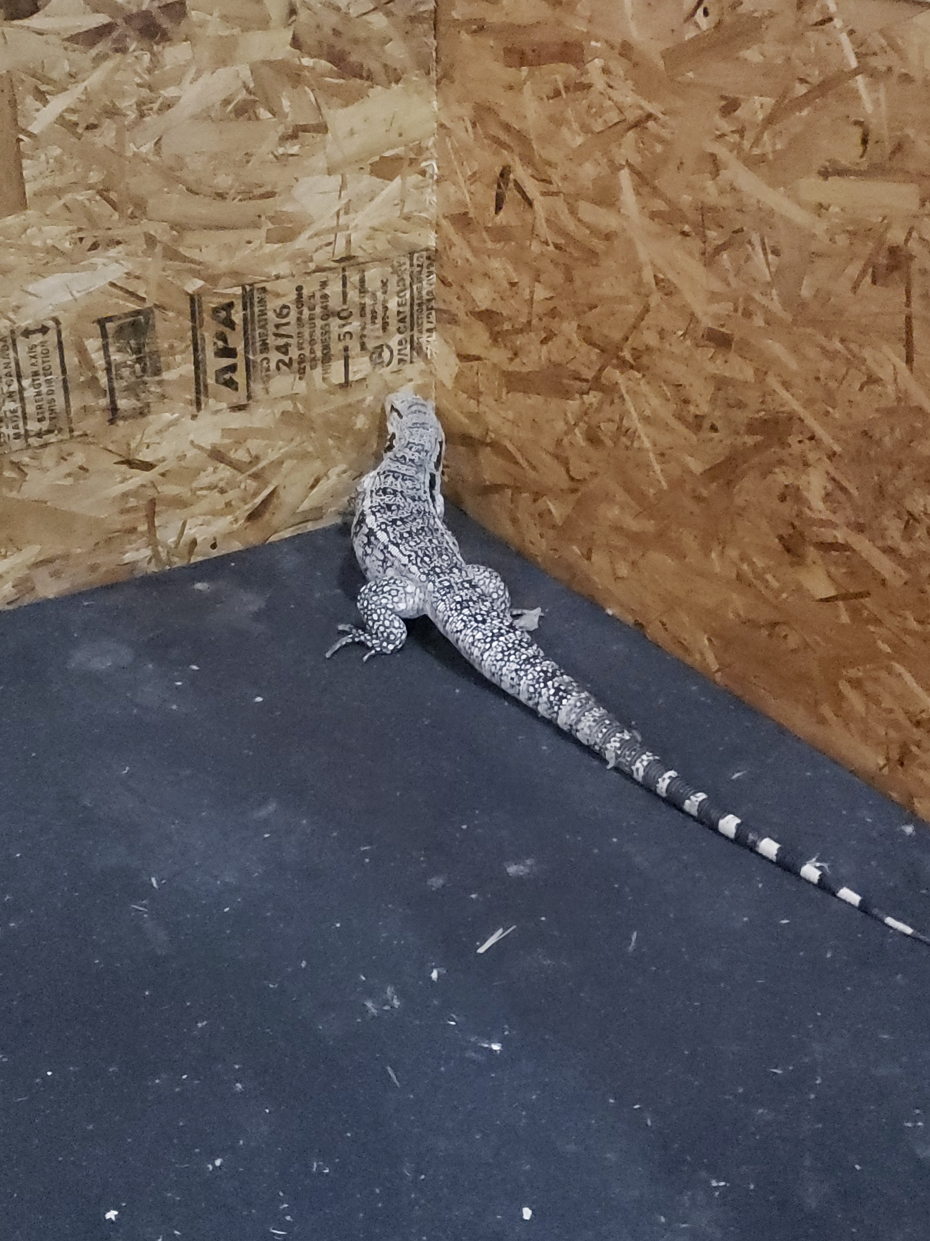 1 inch thick horse matts for bottom of enclosure