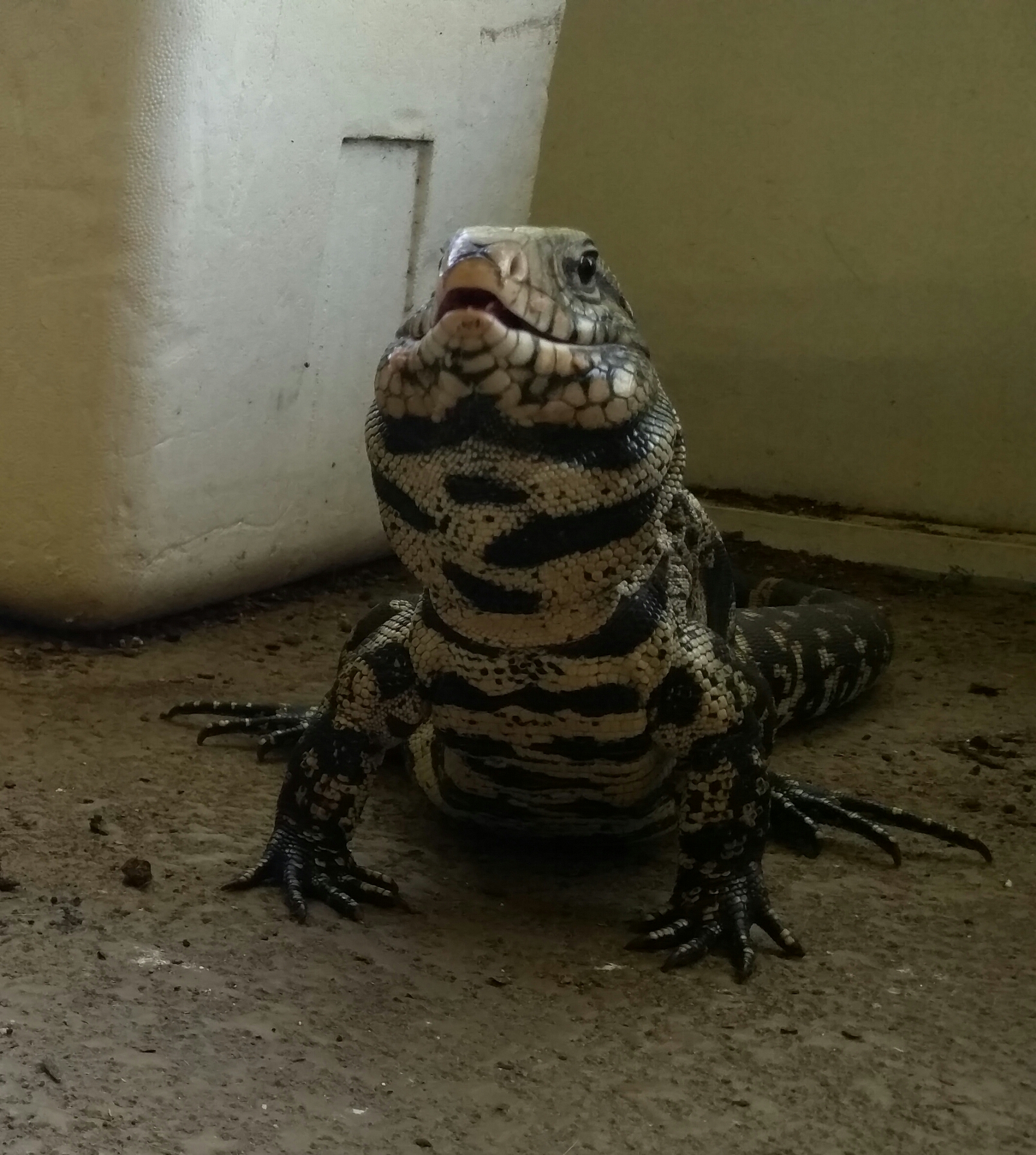 11 months Tegu Talk