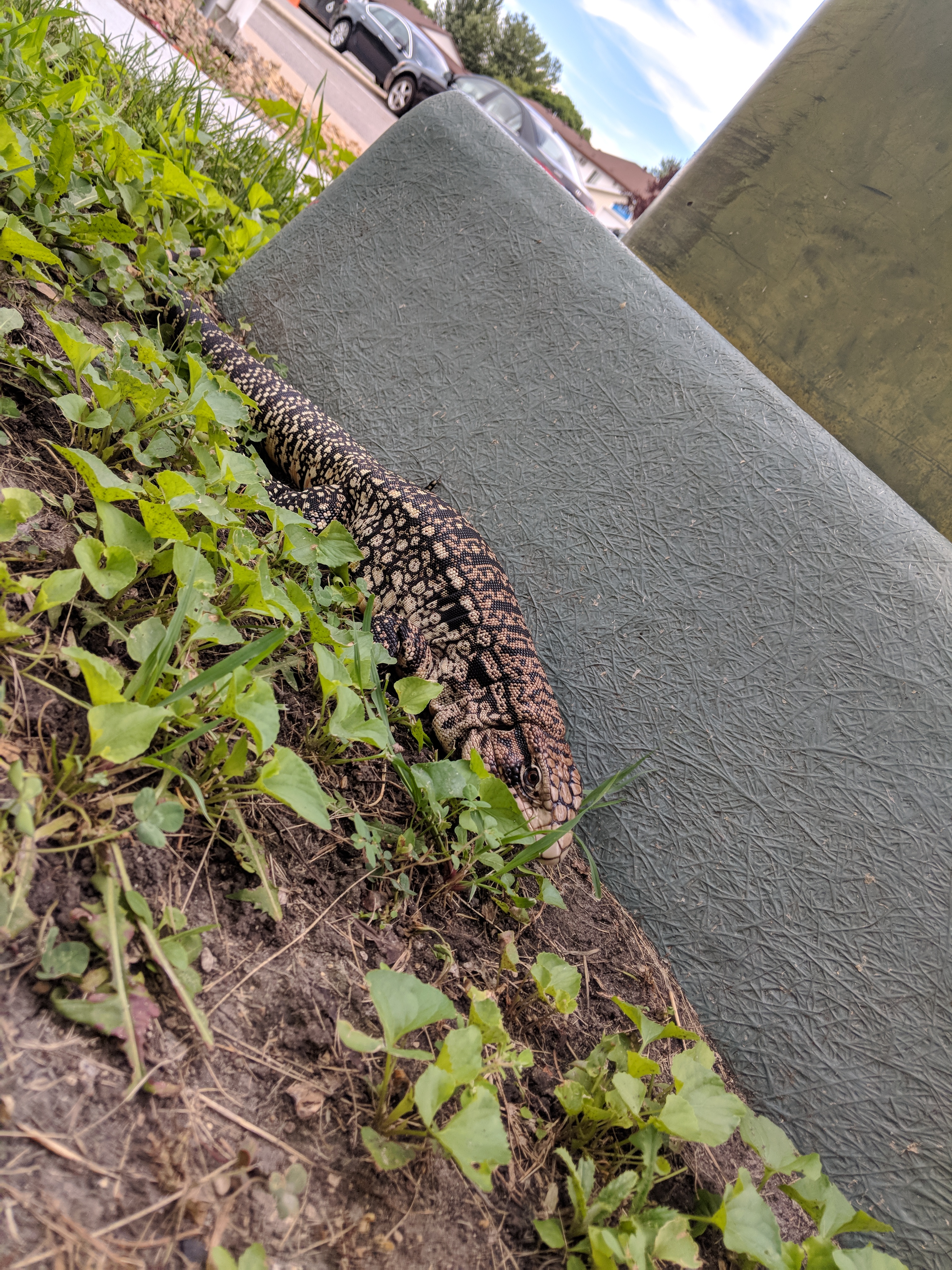 2.61 lbs and approx. 11 months old!