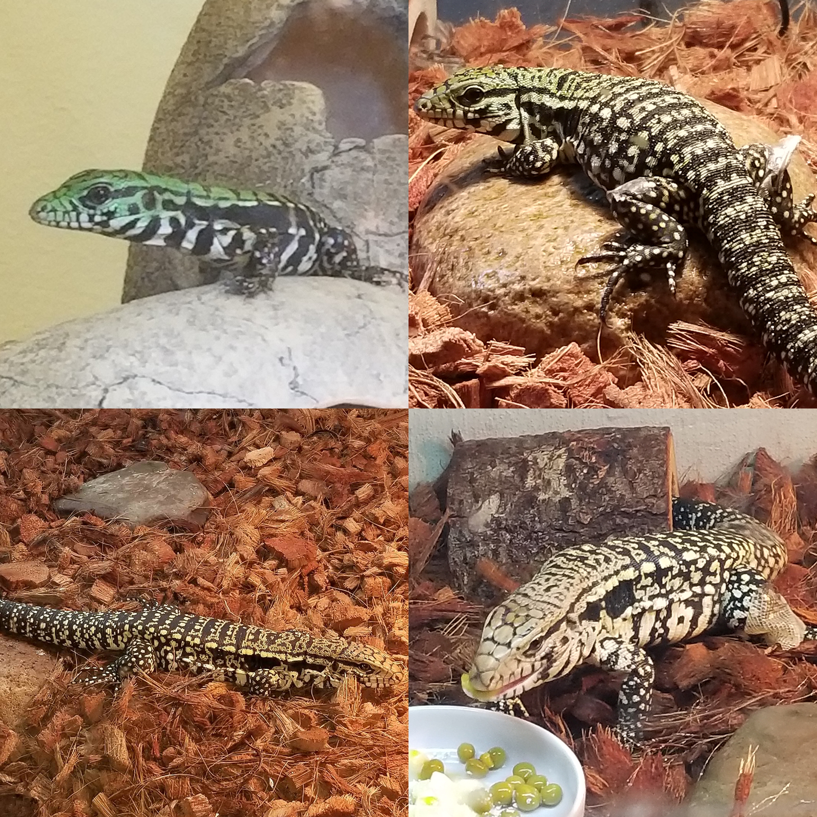 4 month growth spurt