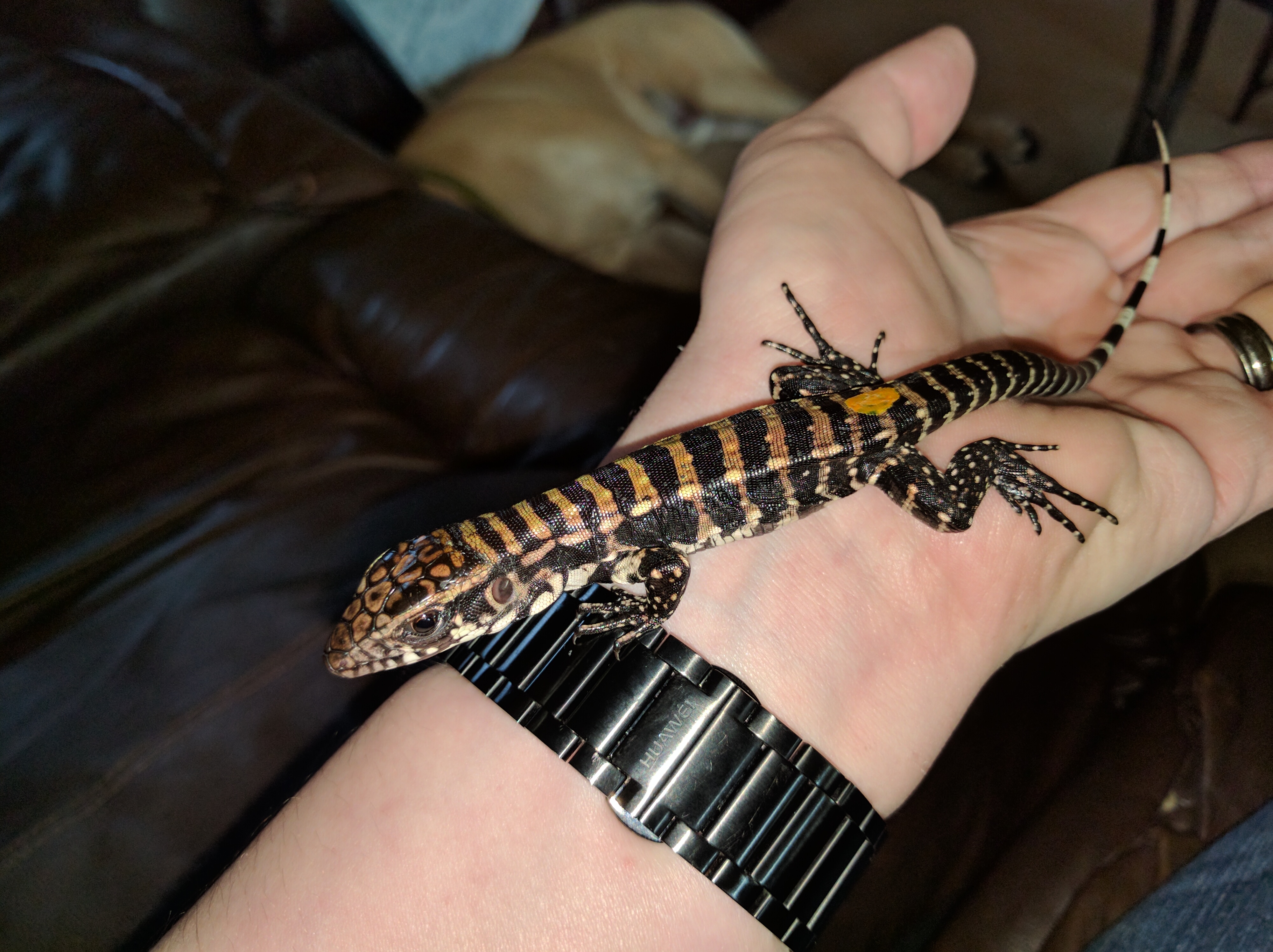 9 day old Blue Tegu!