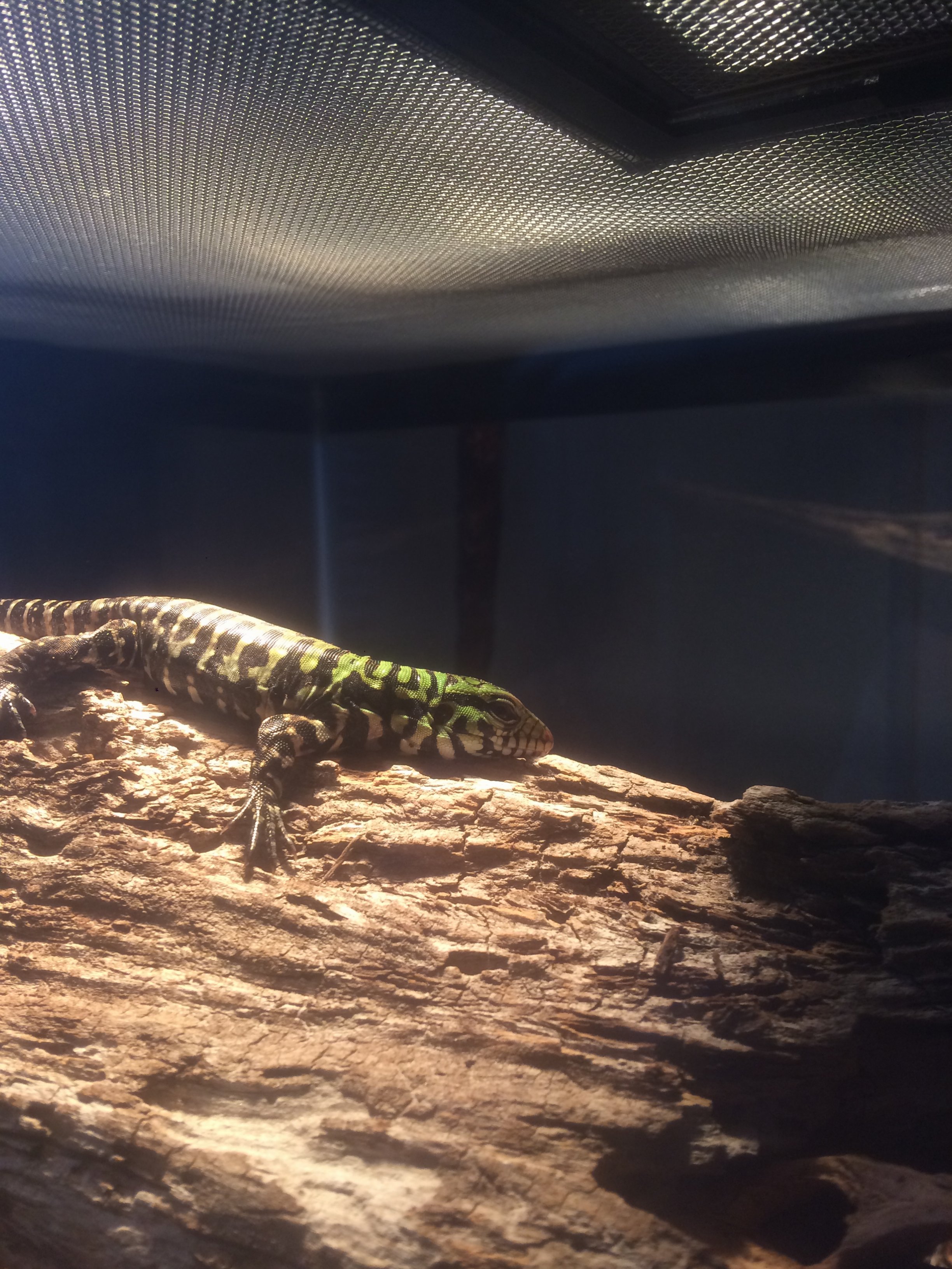 A Day In The Life Of Sir Daniels