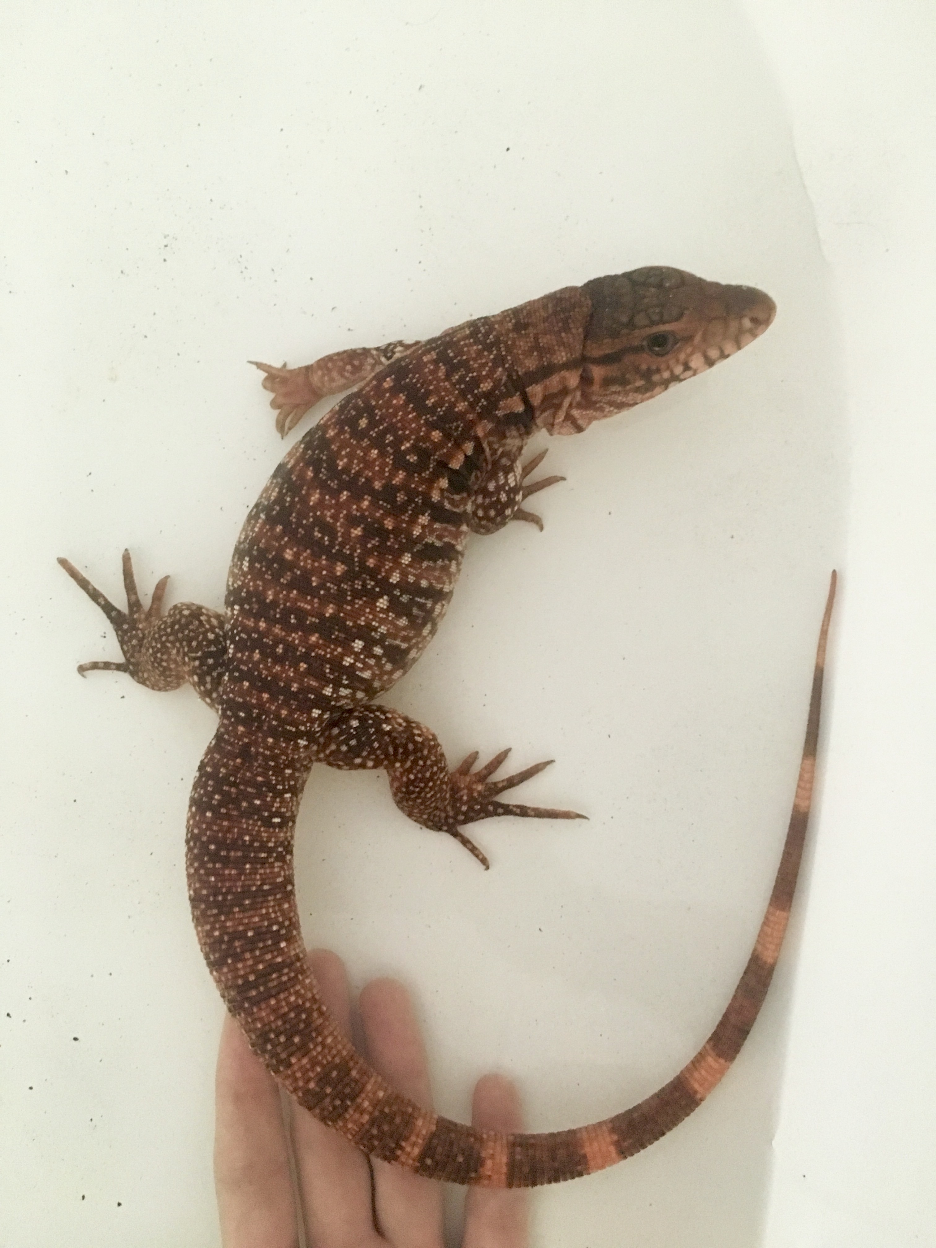 After his first shed