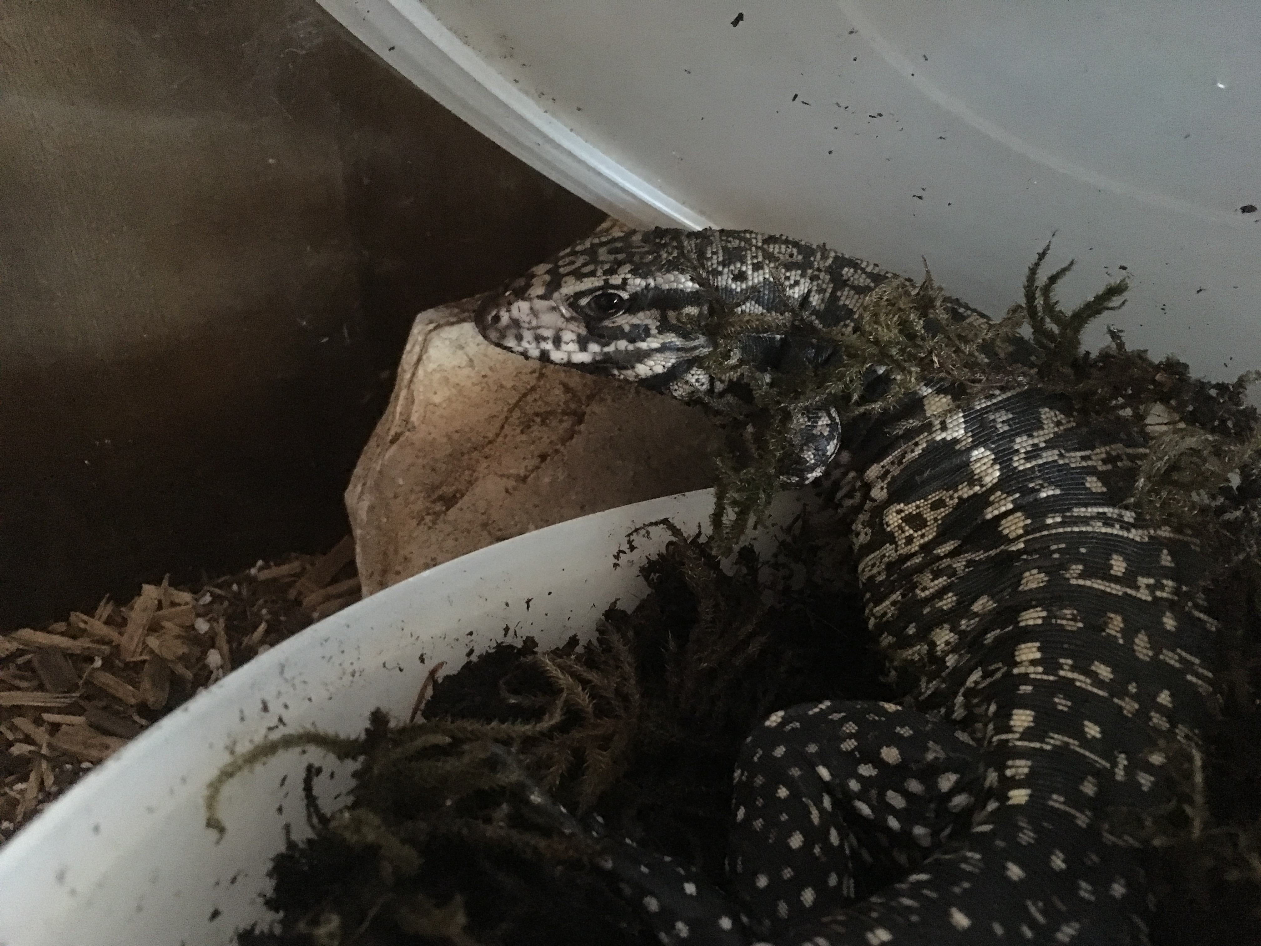 Almost done shedding