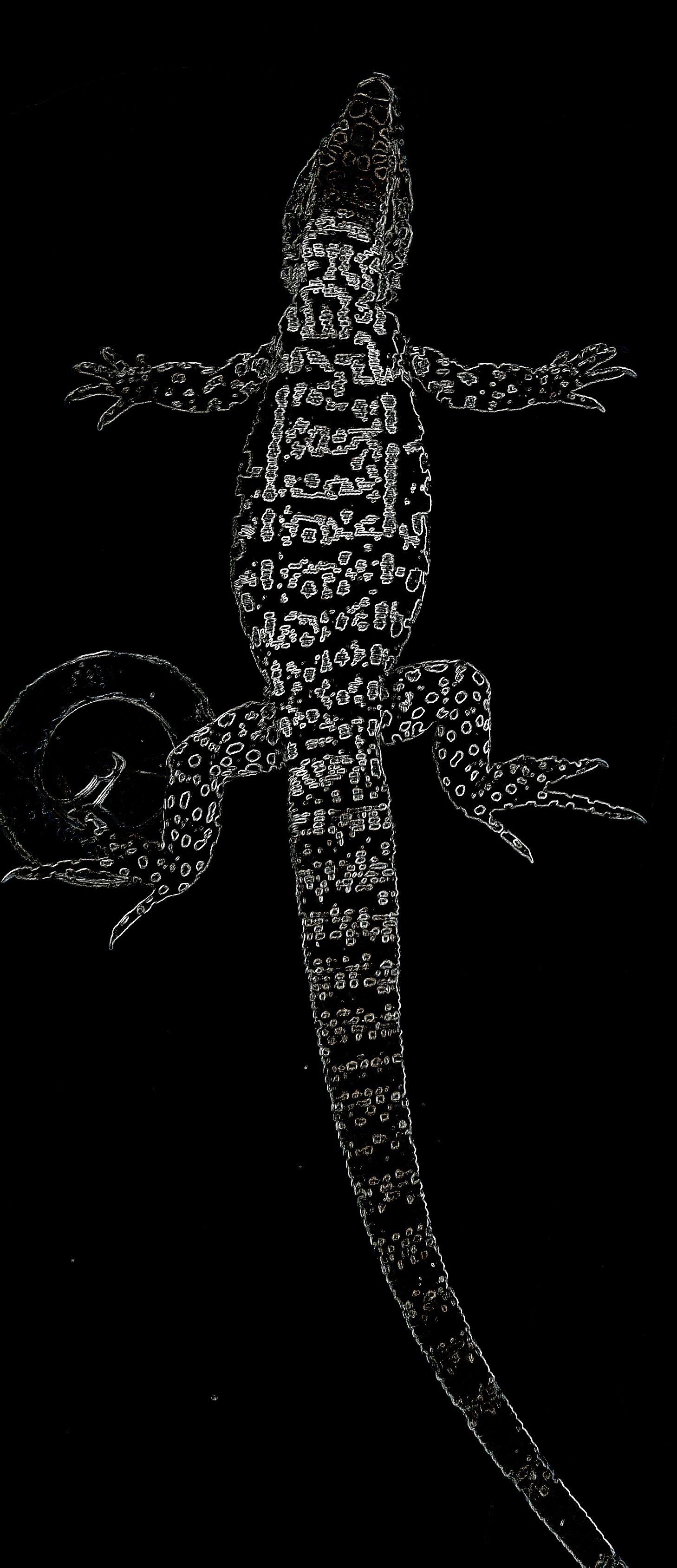 Amazing tegu patterns. I wonder if anyone has a tegu who's pattern spells a word or name or picture???