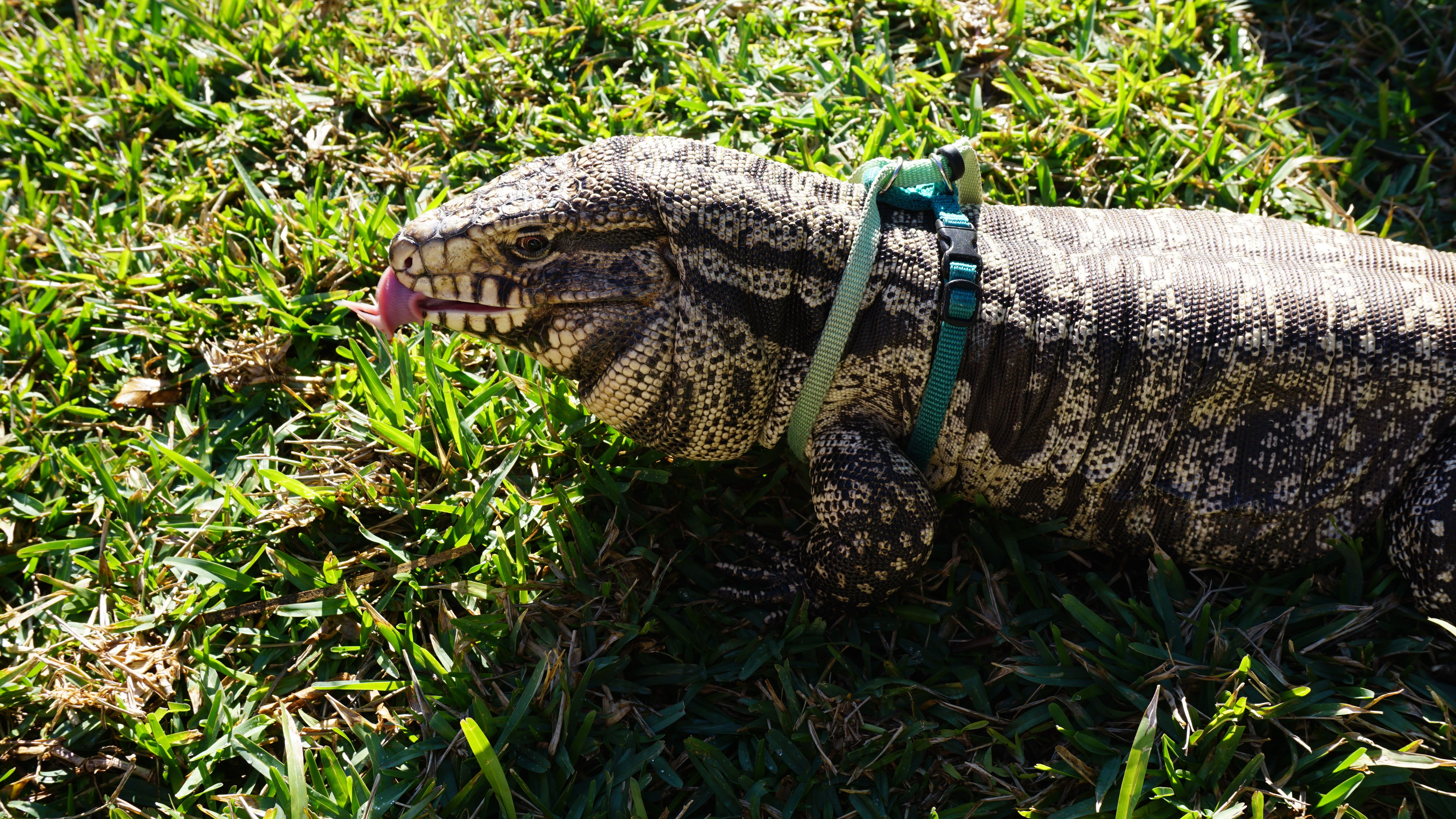 Andre my b&w argentine chacoan