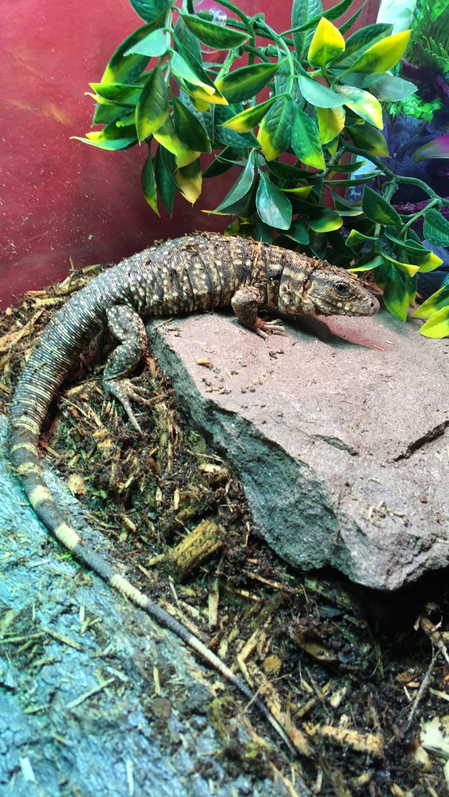 Béla after waking up