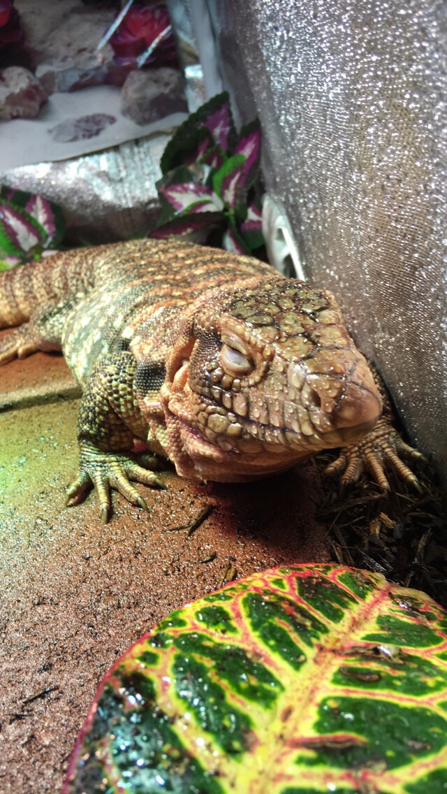 Béla basking after a misting