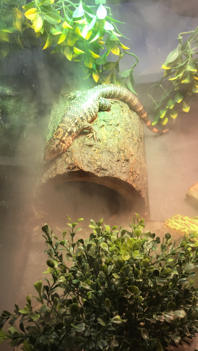 Béla basking in fog