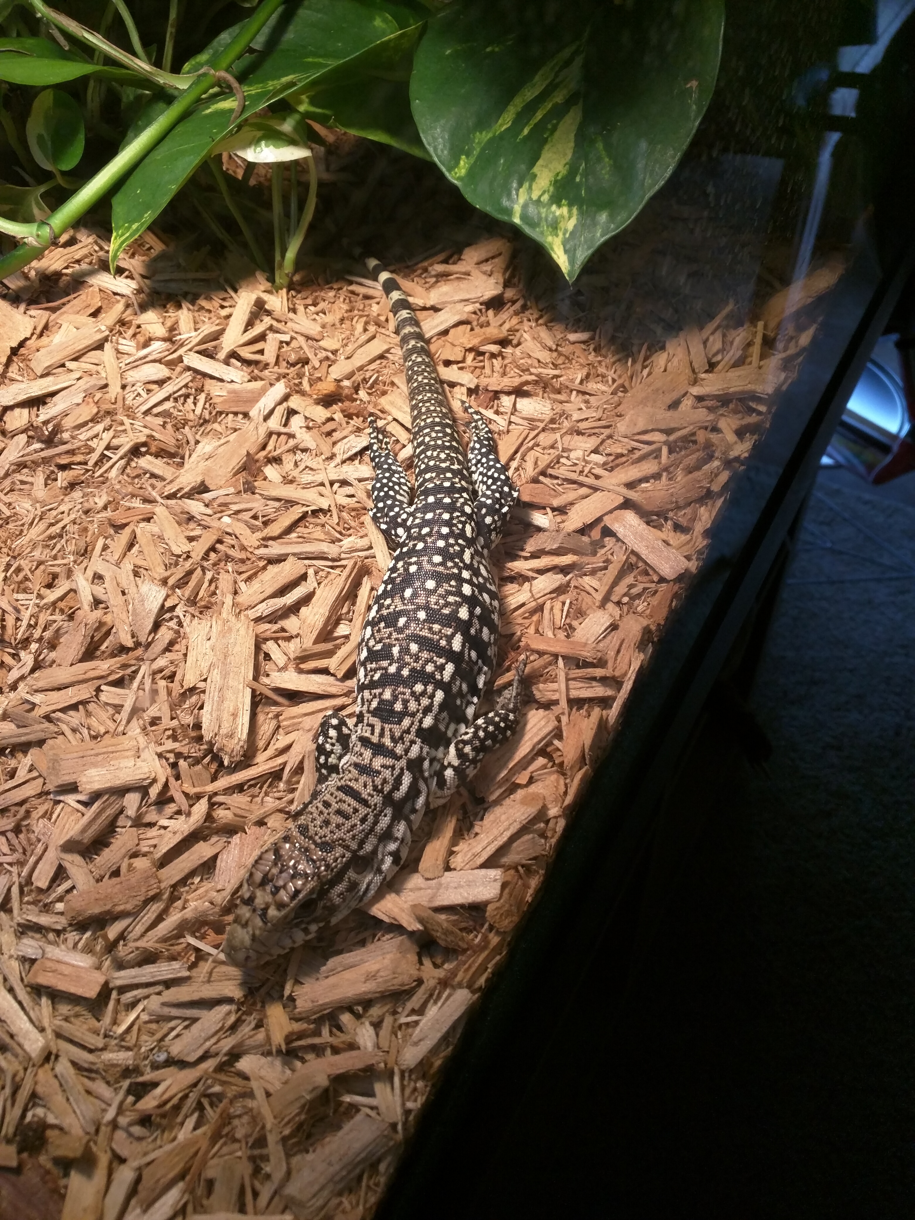 B&W Tegu