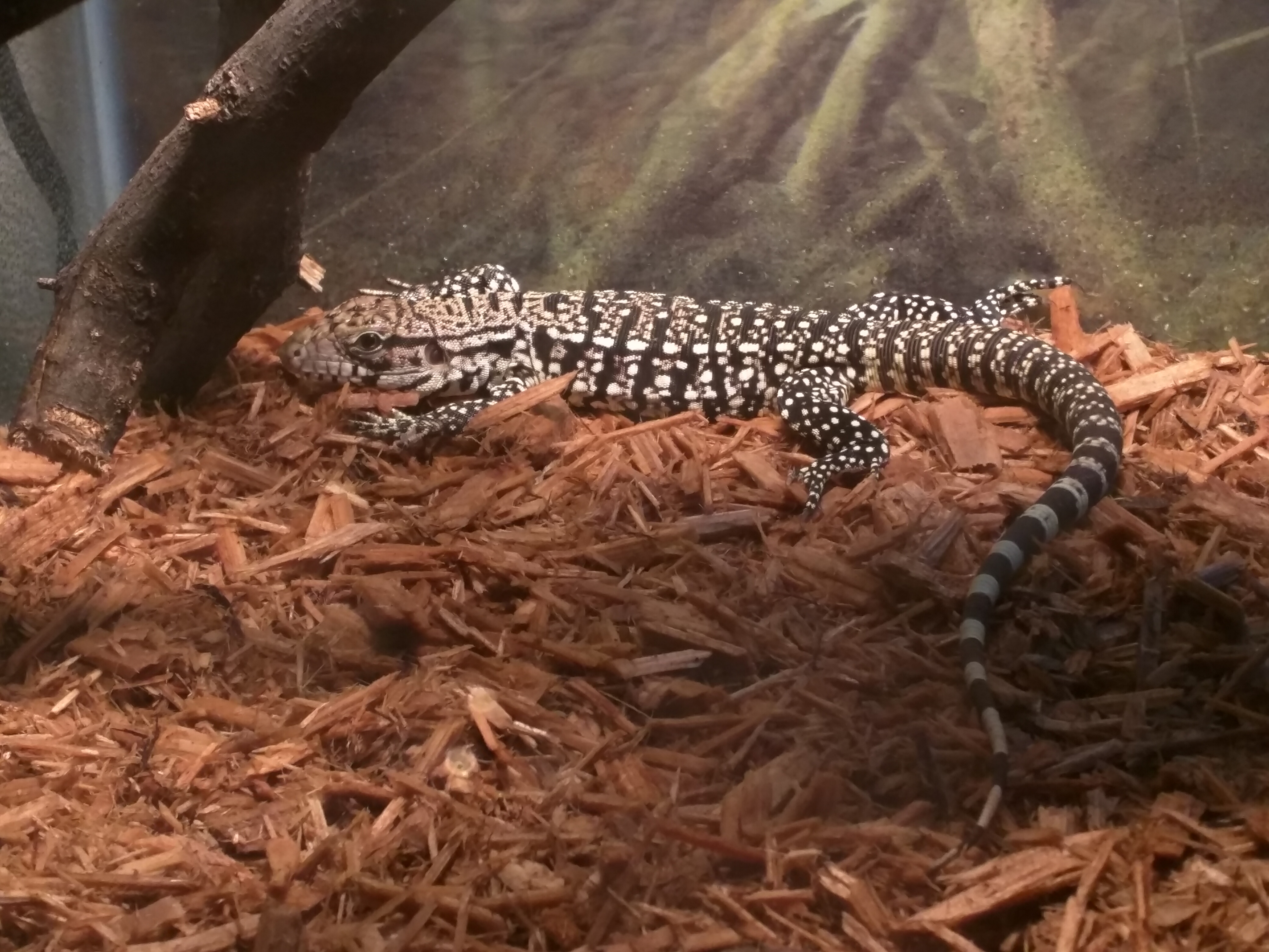 B&W Tegu