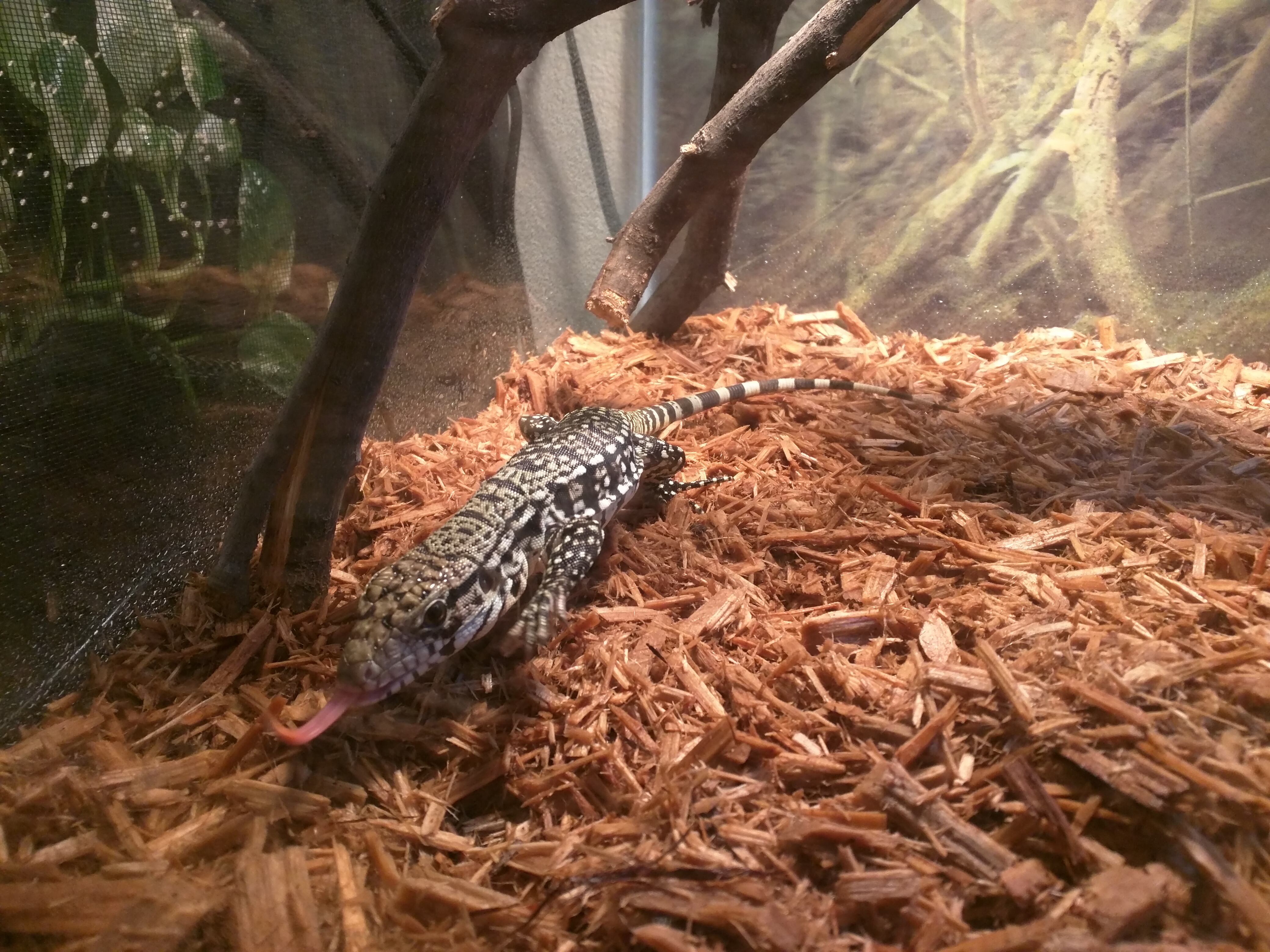 B&W Tegu
