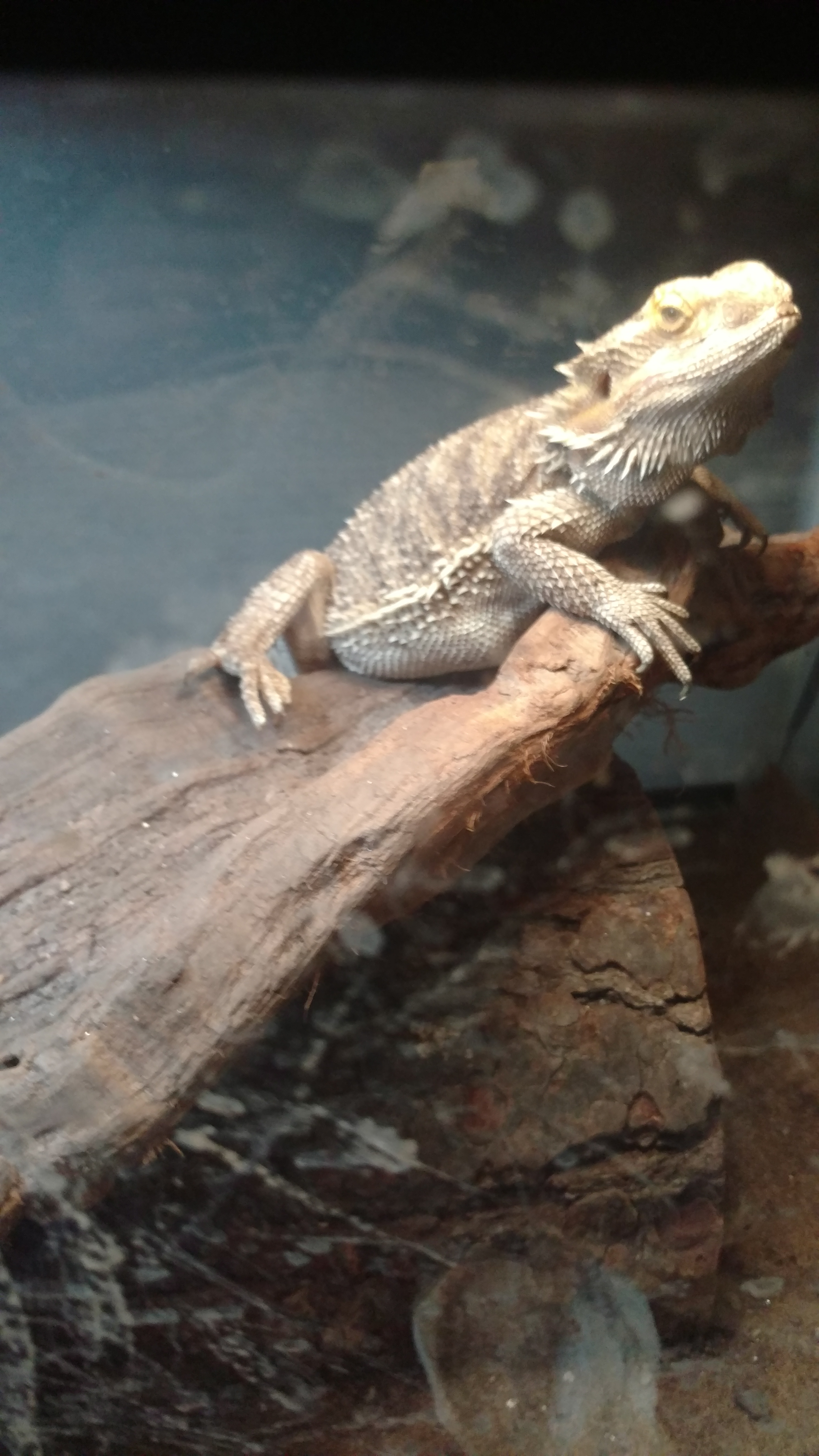 Bastard resting her gut