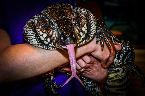 Black and white tegu  #tegunation
