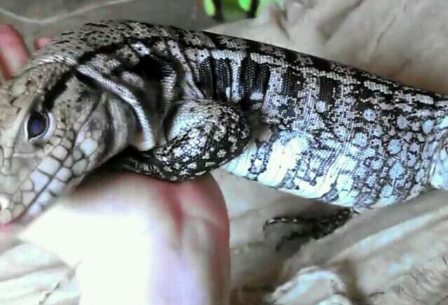 Blinking her inner eyelid