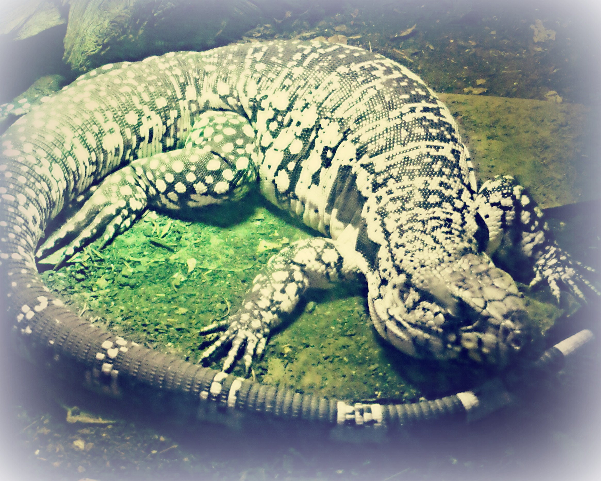 Blue tegu