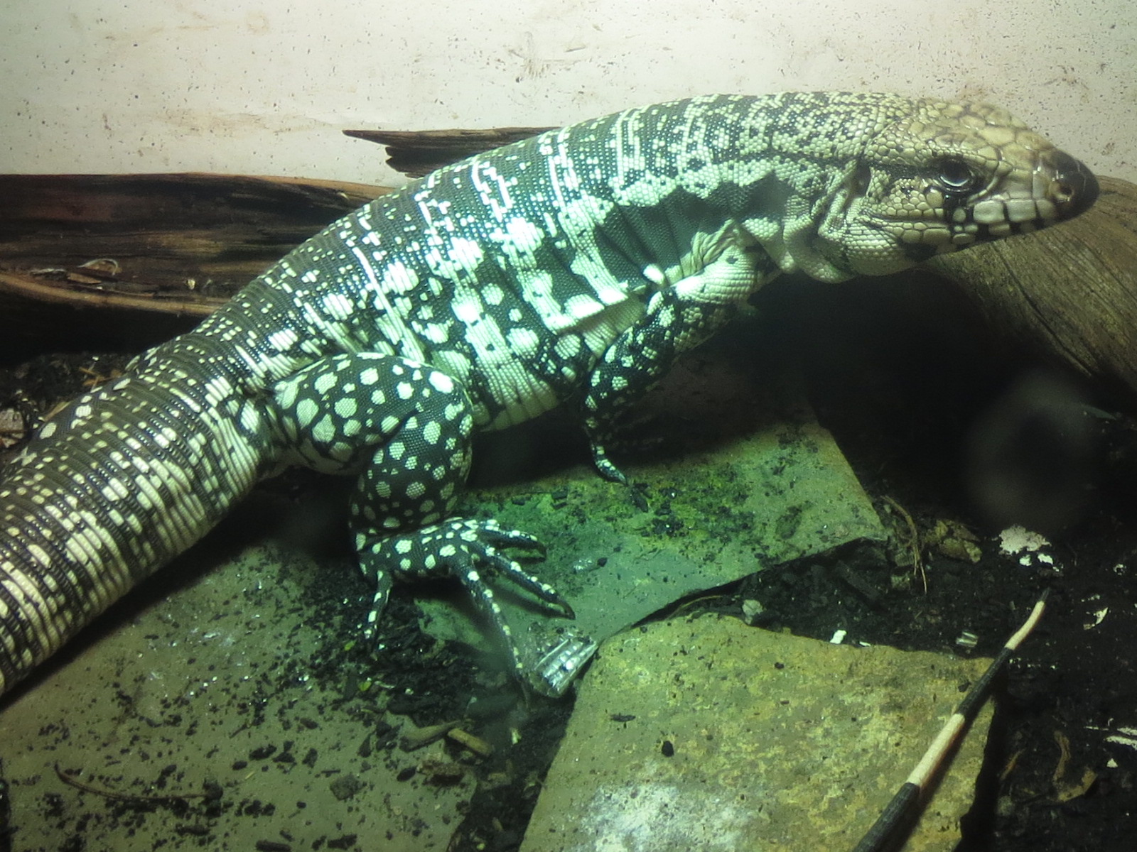 Blue tegu