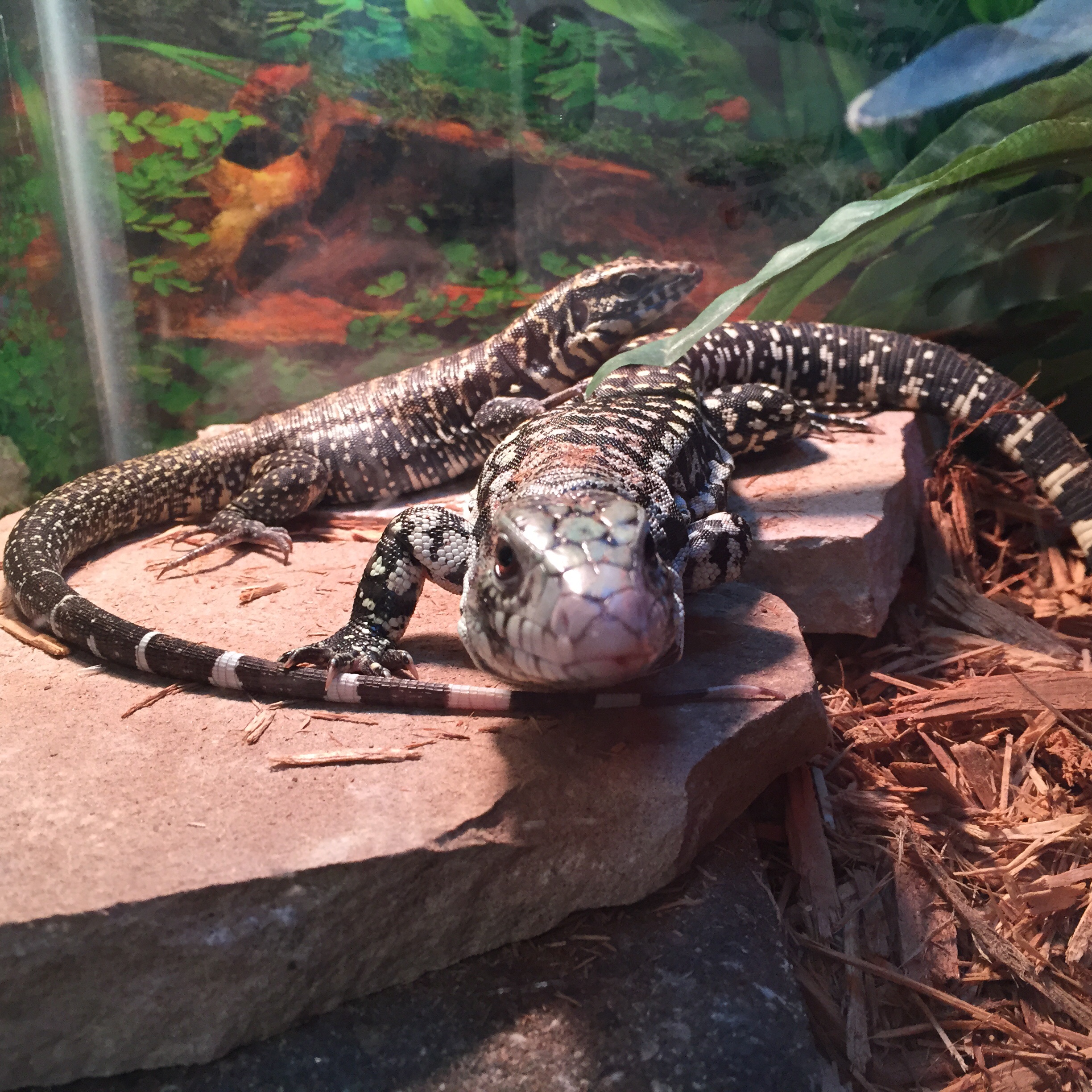 Bowser (T teguixin) and Indy (T merianae) bro really hard!