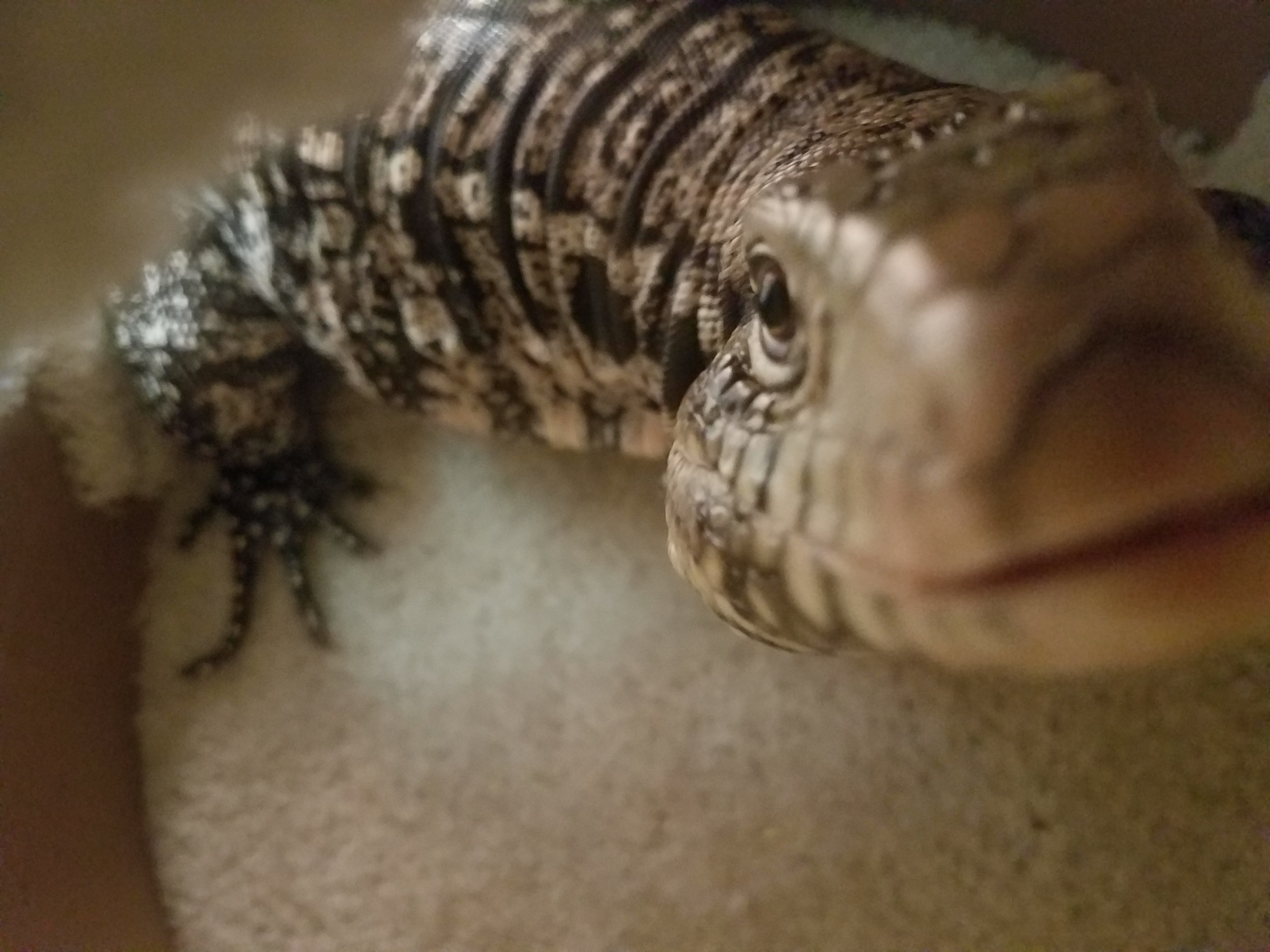 Can anyone identify what type of tegu I have on my hands?