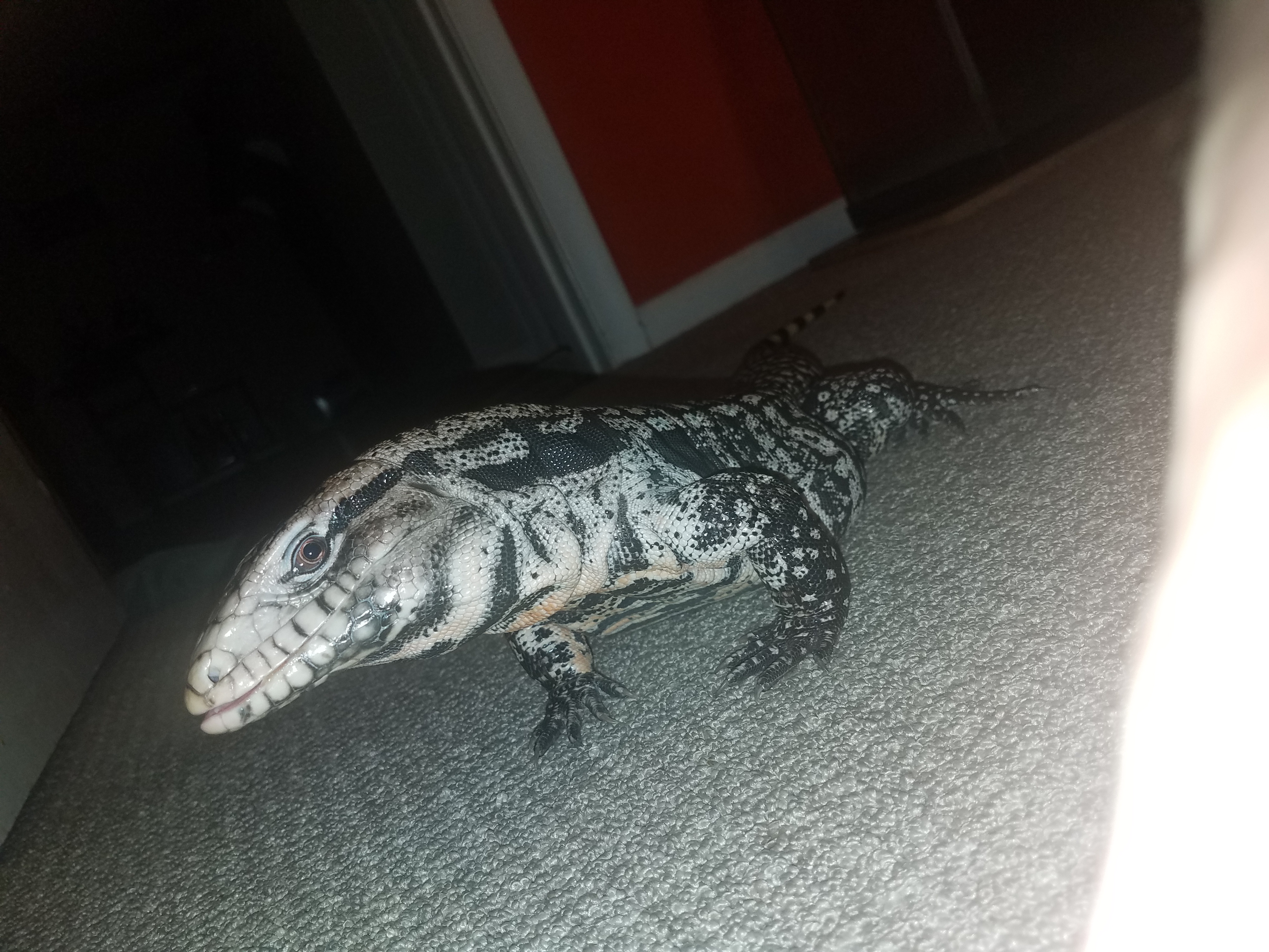 Can anyone identify what type of tegu I have on my hands?