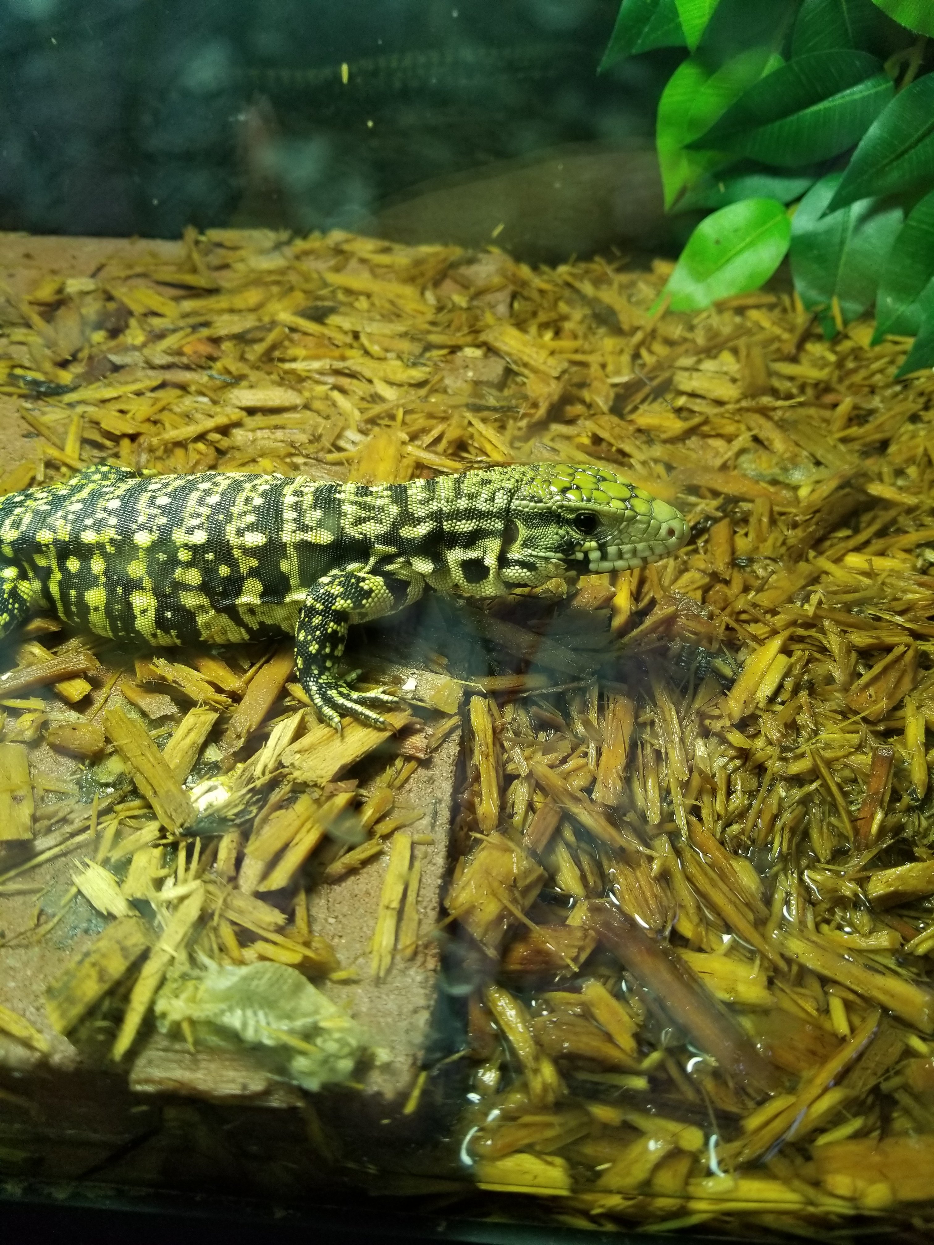 Can someone tell me what he is?