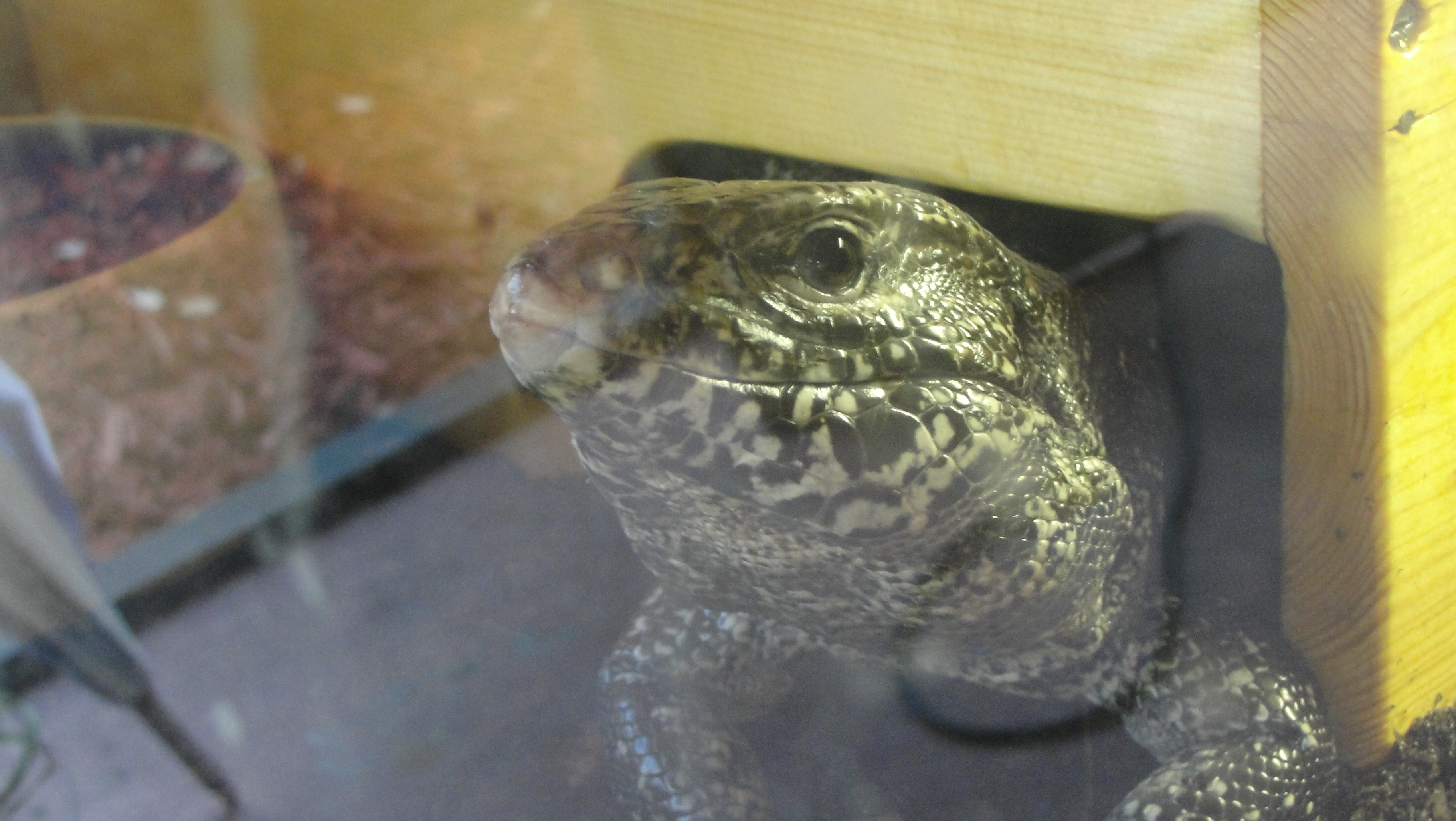 Chester checking out his new digs