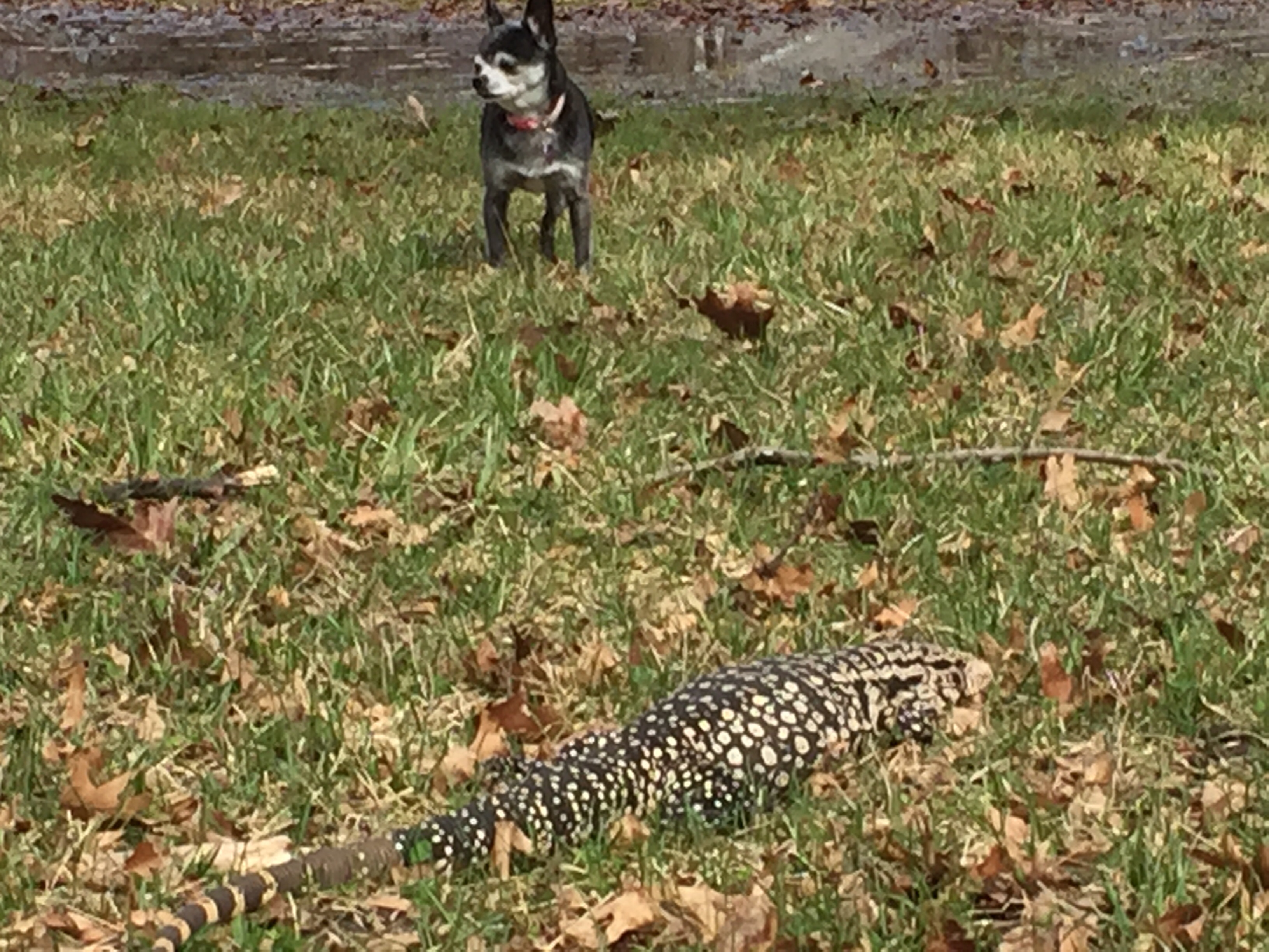 Chihuahua meet tegu