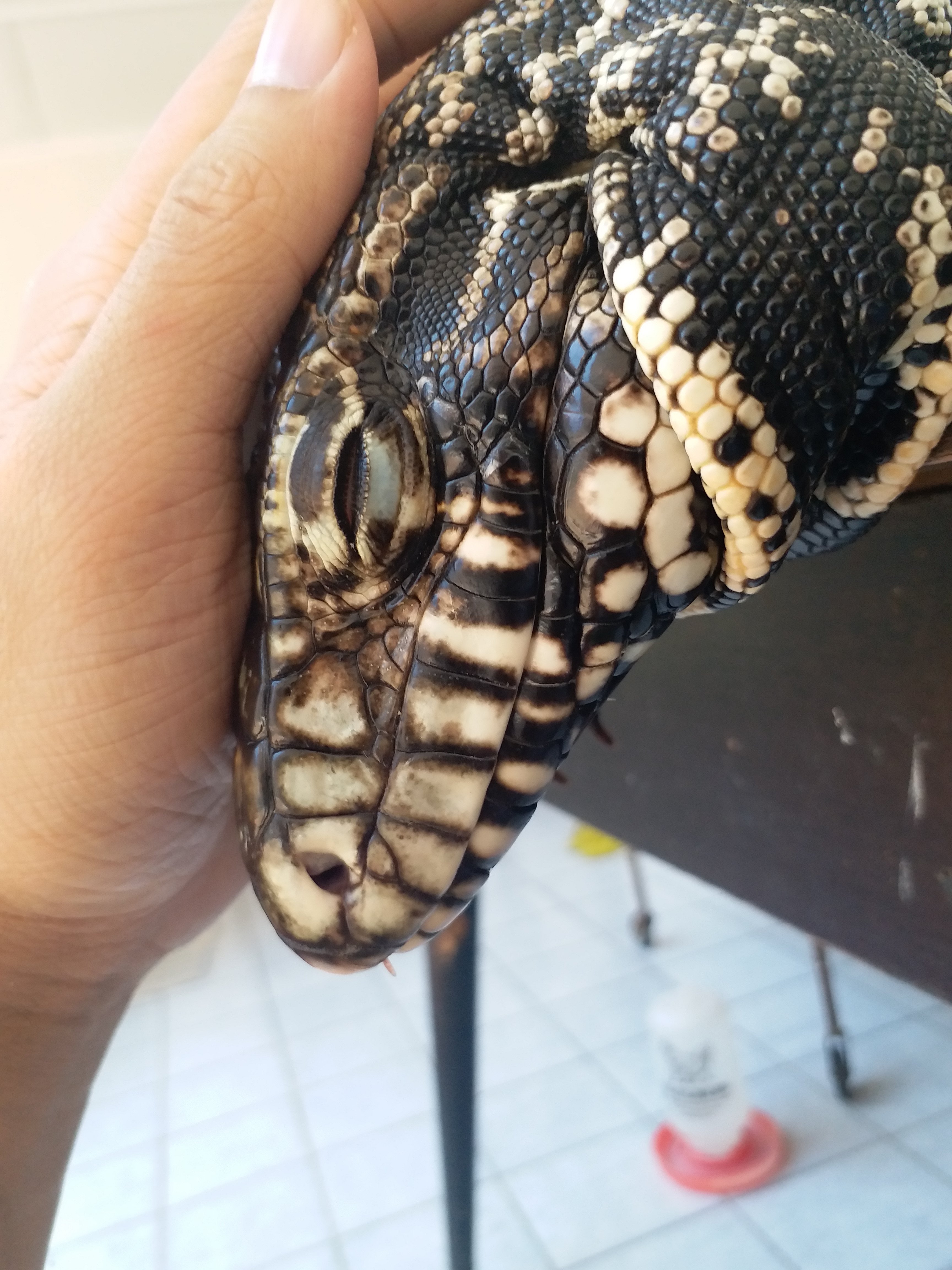 Clever Girl Tegu Talk