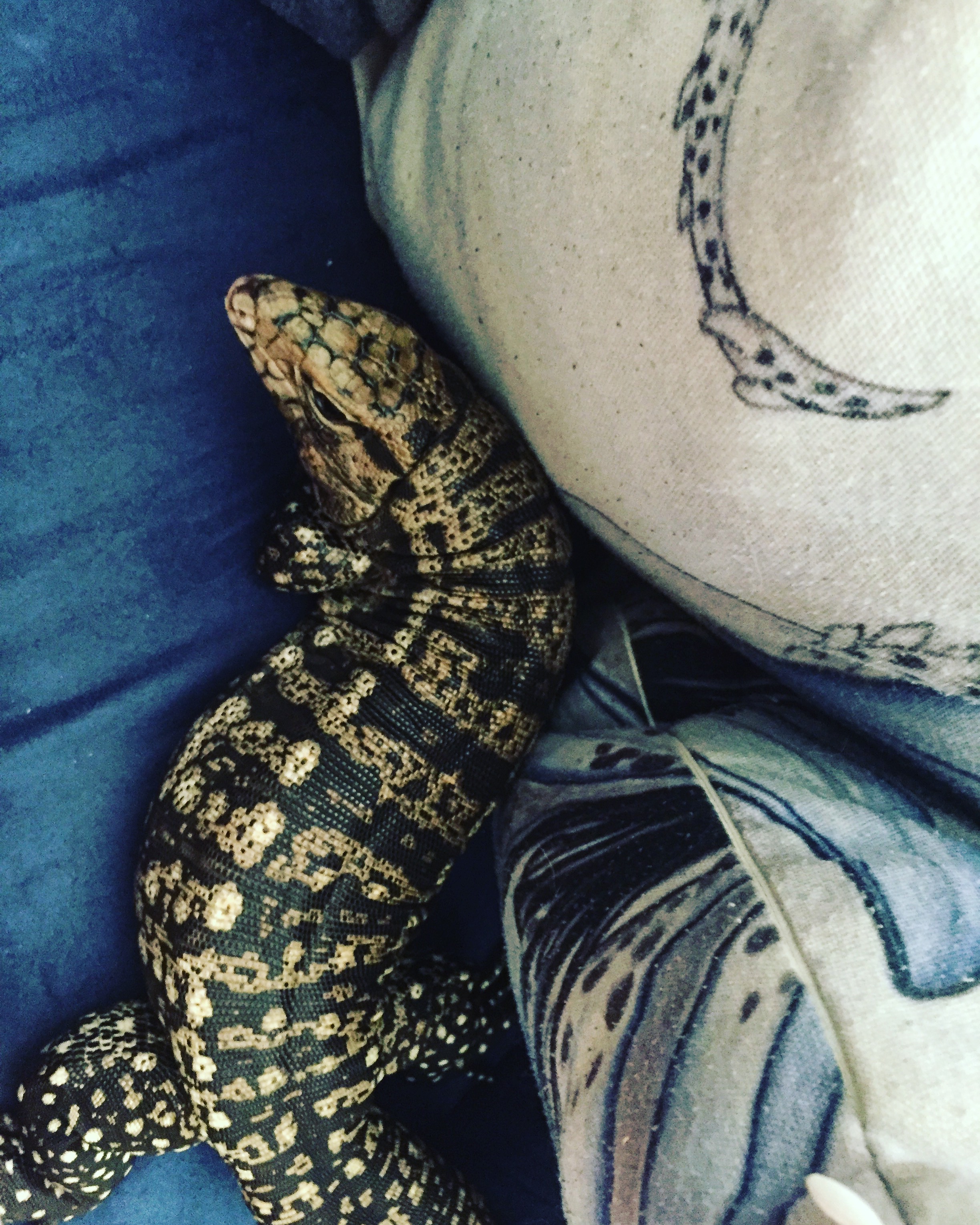 Couch Lizard